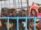 A group of Afghan children and women inside a truck with metal fencing at the Torkham border crossing on October 31, 2023. A young girl in a colorful headscarf gazes outside, while others, including small children, look through the bars of the truck. The uncertainty and hardship of their forced return are visible in their expressions.